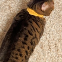 飼い主冥利に尽きる～！愛猫のしっぽが語る「好き♡」に4万人がキュン「気持ちがバレちゃってる」