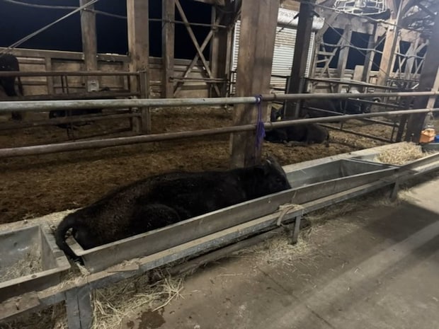 【ほっこり】虫の知らせならぬ“牛の知らせ”→深夜の救出劇に9万いいね「大変だけどかわいい」