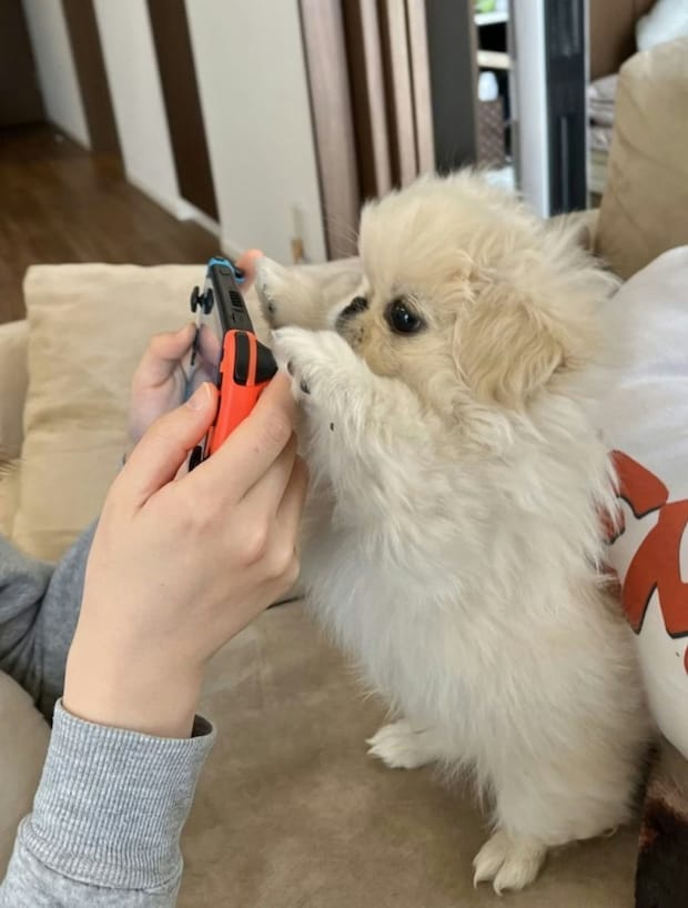 【天才的相棒】「真剣な目」で飼い主のゲームを邪魔しないどころか協力！犬が見せた「まさかの神プレー」に4.5万いいね