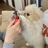 【天才的相棒】「真剣な目」で飼い主のゲームを邪魔しないどころか協力！犬が見せた「まさかの神プレー」に4.5万いいね