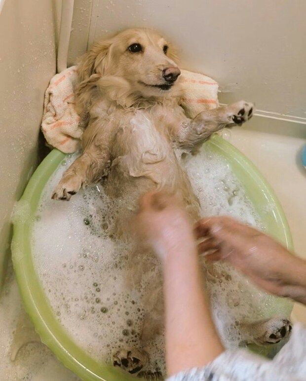 【胴長すぎてこうなった】ダックスが披露した「お風呂のまさかのスタイル」に4.6万いいね!爆笑入浴写真とは