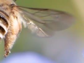 「はちのおしり」見たことある？→意外すぎる癒やし系写真に10万いいね「プリケチュ」「癒される」