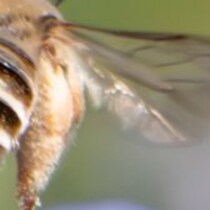 「はちのおしり」見たことある？→意外すぎる癒やし系写真に10万いいね「プリケチュ」「癒される」