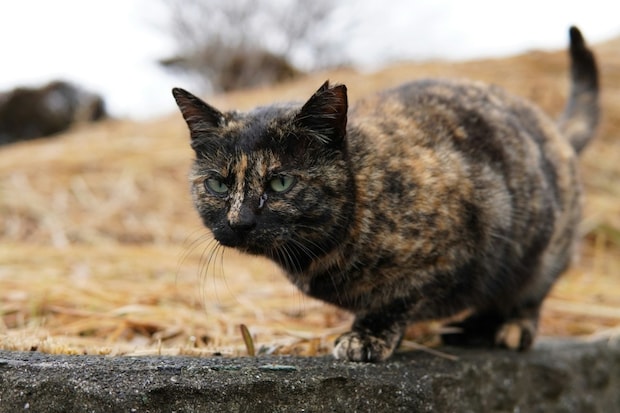 【140文字小説】野良猫バトルから始まる“ハートフル物語”に4万いいね「惚れてしまう」「いい話」