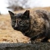【140文字小説】野良猫バトルから始まる“ハートフル物語”に4万いいね「惚れてしまう」「いい話」