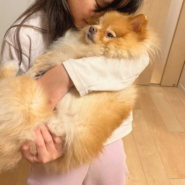【賢すぎる愛】「ねぇねよろこぶから」ポメラニアンが頑張って抱っこされる姿に5千いいね！家族愛が溢れる瞬間