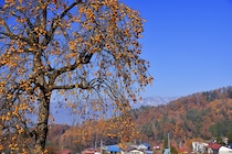 熊対策で祖父母宅の「柿を落とし」手伝ったら→まさかの矛盾に6万いいね「笑ってはダメ」「民家に近い！」