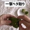【一撃】いつもは捨てちゃうモノで簡単！一瞬「ピーマンのヘタ」取れるすごいテク