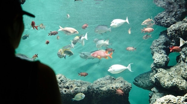 「え、全部?」水族館で“5万いいね”を集めた子どもの「斜め上の発言」に大爆笑