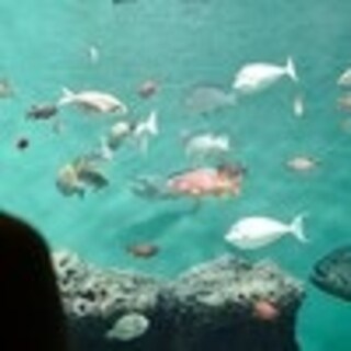 「え、全部？」水族館で“5万いいね”を集めた子どもの「斜め上の発言」に大爆笑