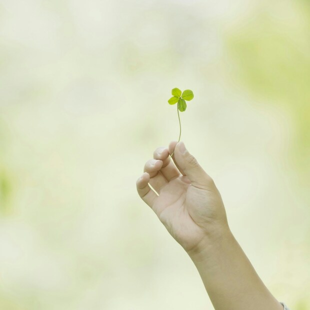四つ葉のクローバー