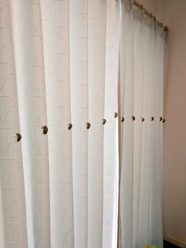 カーテンに整列しているのはまさかの…→男児母の朝に14万いいね「わが家も」「男児ママすごすぎ…」