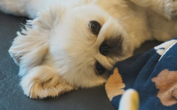 「赤ちゃんのベッドは乗っちゃダメ」ルールを守る愛犬のいじらしい行動に1.6万いいね「愛おしい」