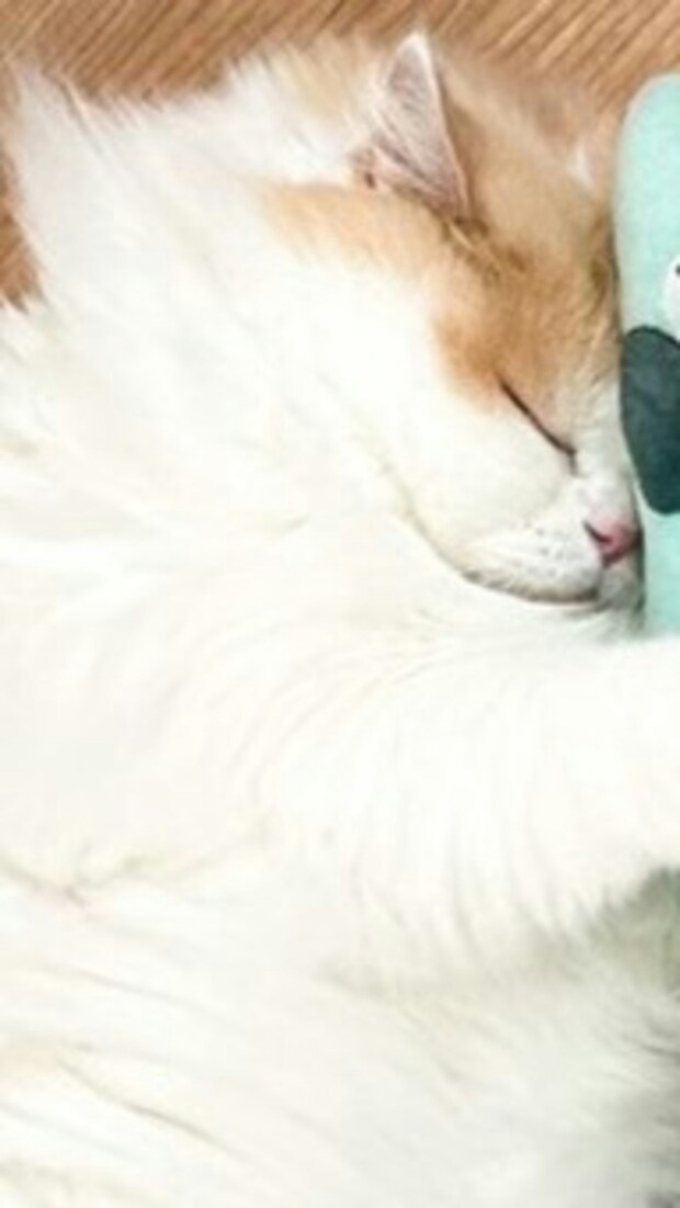 癒やされる～！ぬいぐるみを抱えて眠るネコに8.5万いいね「かわいいぃぃぃ」「これは捨てられない」