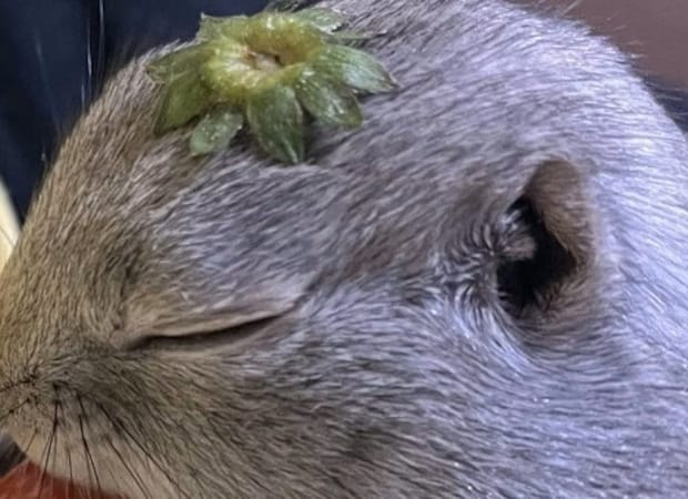 【癒し爆発】イチゴのヘタを頭にのせたリスの表情が話題に！18万いいね