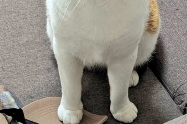 「苦情申し立て中」終電帰宅の夫に“物申す顔”をする猫が話題に！2.6万いいね