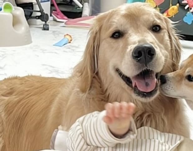 【癒やしMAX】面倒見の良すぎる大型犬、ほっこり3ショットに1700いいね!