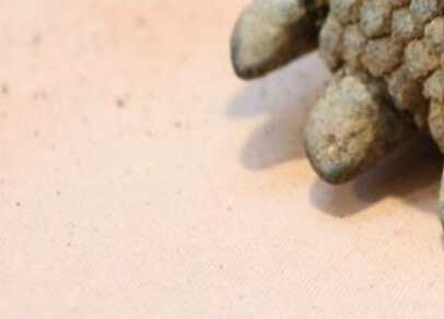 「がんこちゃんみたい」めったに見られない？カメの手の写真に3.4万いいね「なんてかわいい」