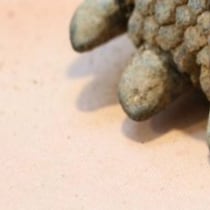 「がんこちゃんみたい」めったに見られない？カメの手の写真に3.4万いいね「なんてかわいい」