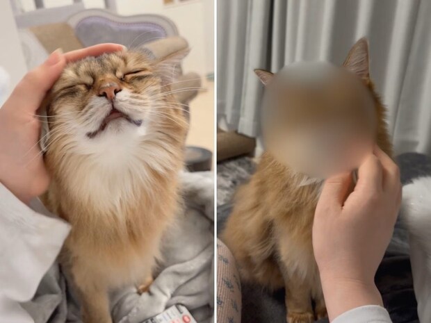 ツンデレ全開でかわいい！“撫でて”→“塩対応”のギャップがすごい猫に3万いいね「気分屋」