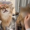 ツンデレ全開でかわいい！“撫でて”→“塩対応”のギャップがすごい猫に3万いいね「気分屋」