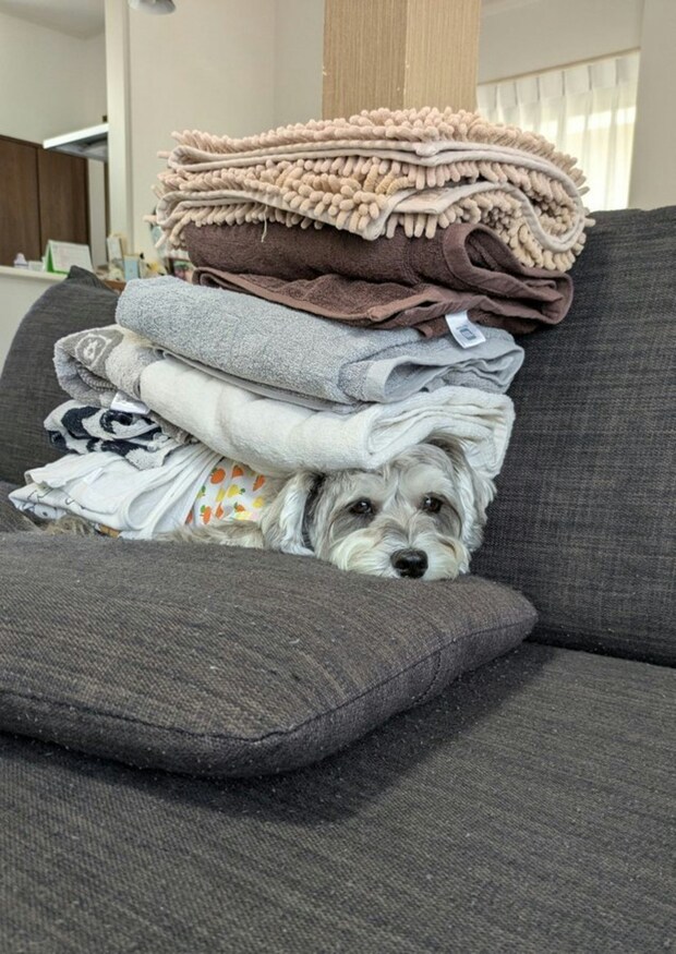 畳んだタオルを下までよく見ると…→紛れ込んだ愛犬の姿に5.7万いいね「重い布団って落ち着くよな」