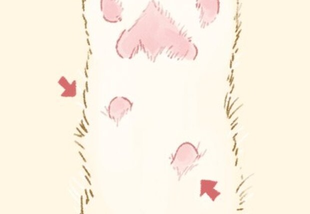 【どう呼んでる？】猫の肉球の“小さいところ”→独自の呼び名に4.5万いいね「隠し豆」「余りの肉球」