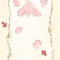 【どう呼んでる？】猫の肉球の“小さいところ”→独自の呼び名に4.5万いいね「隠し豆」「余りの肉球」