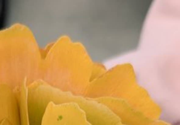 7歳児作“イチョウの花束”に4万いいね→美しすぎる出来栄えに「発想が素晴らしい」「素敵」