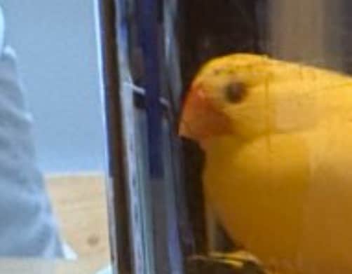 【びよーん】「エクレアのように…」麦茶ボトル越しに見た“もっちり文鳥”に3万いいね「かわいすぎ」