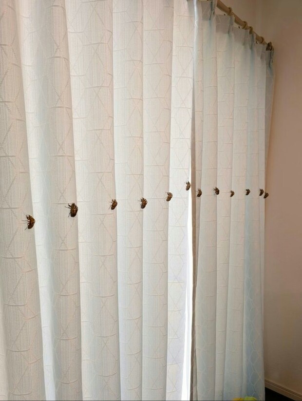 カーテンに“まさかの物体”→男子ママのシュールな朝投稿に14万いいね「現代アート展」「うちの息子も」