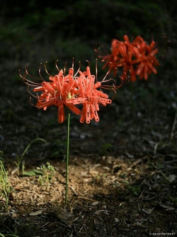 彼岸花をよく見ると…？24万人が驚いた材料は【超身近な日用品】→アート作品がすごすぎる