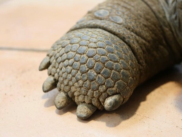 「がんこちゃんじゃんｗ」動物の手、珍しいアップ写真に3.4万いいね「あんよとは思えないかわいさ」