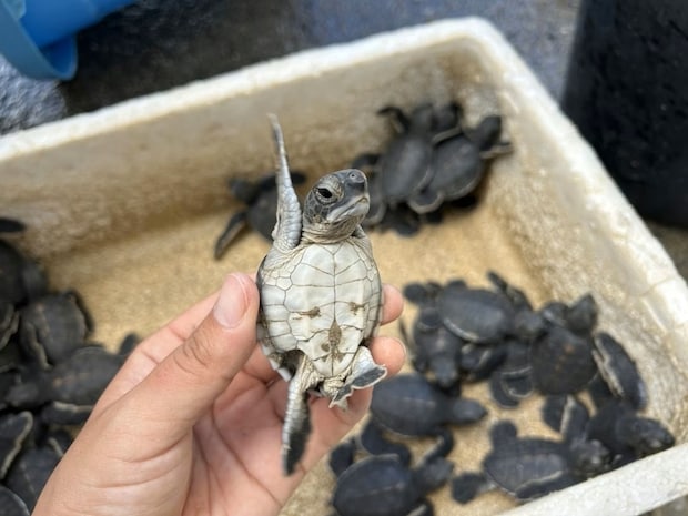 ウミガメの【愛らしい姿】にキュン！「ハイっ！」と手を上げる様子に12万いいね「かわいい」