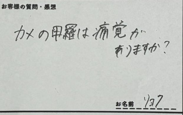 質問箱「カメの甲羅に痛覚ある？」ウミガメ飼育員の回答に2万いいね「例えがうますぎ」「気になってた」