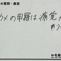 質問箱「カメの甲羅に痛覚ある？」ウミガメ飼育員の回答に2万いいね「例えがうますぎ」「気になってた」