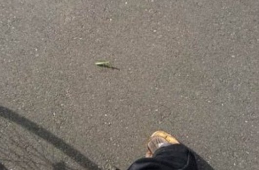 交際中に【足元の虫】撮って送ってきていた夫→理由がわかってキュン「虫好きかと思ったら…」