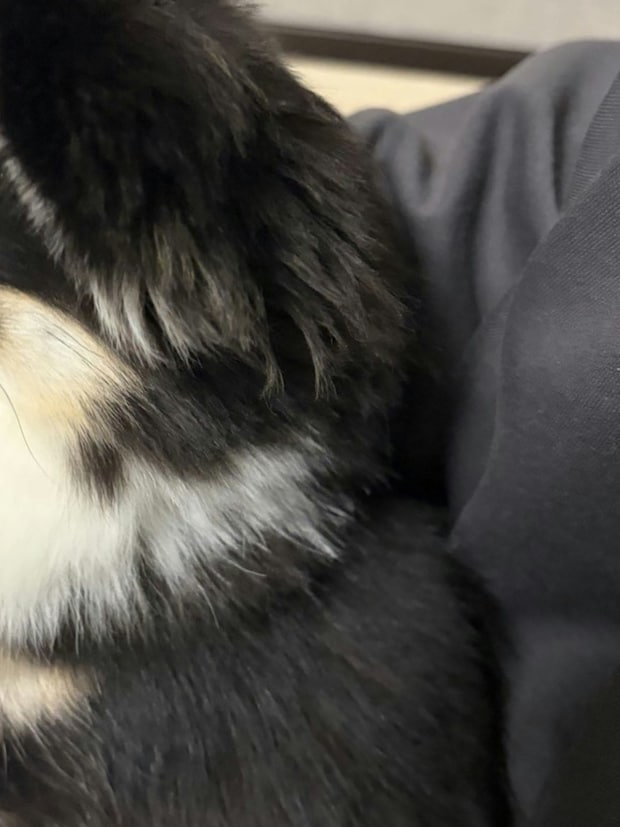 WEB会議中に詰められた女性→愛犬に救われた話に5.6万いいね「癒しすぎ」「そのスタンスで…」