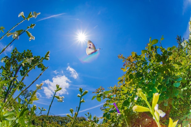 青空　モンシロチョウ