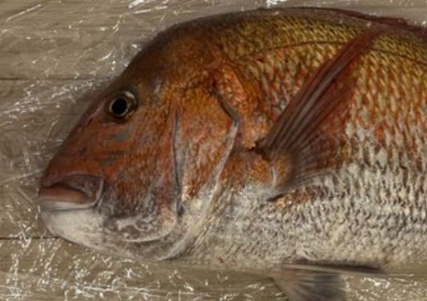 めで鯛！釣った真鯛でお食い初め→【写真で仰天】大物写真に6.9万いいね「すっっご」「記念になる」