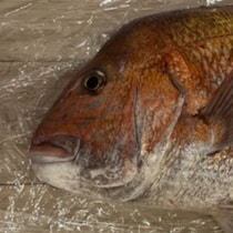 めで鯛！釣った真鯛でお食い初め→【写真で仰天】大物写真に6.9万いいね「すっっご」「記念になる」