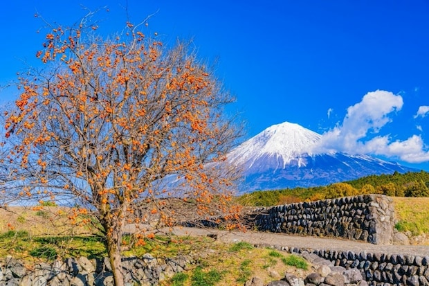 「絶対に笑ってはいけないのに…」クマ対策で柿落とし→まさかの展開に反響「実家が心配に」「民家近い」