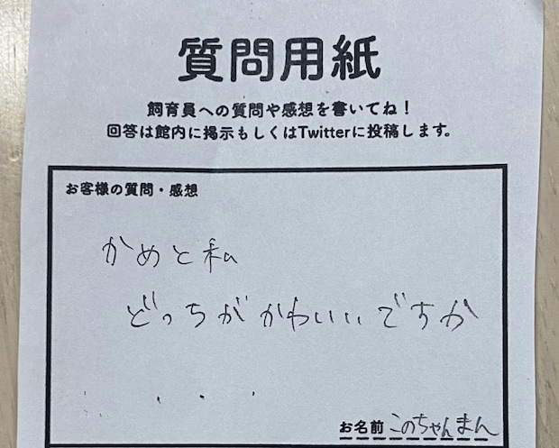 「カメと私どっちがかわいい？」質問箱にウミガメ飼育員が【ガチ回答】20万いいね「秀逸」