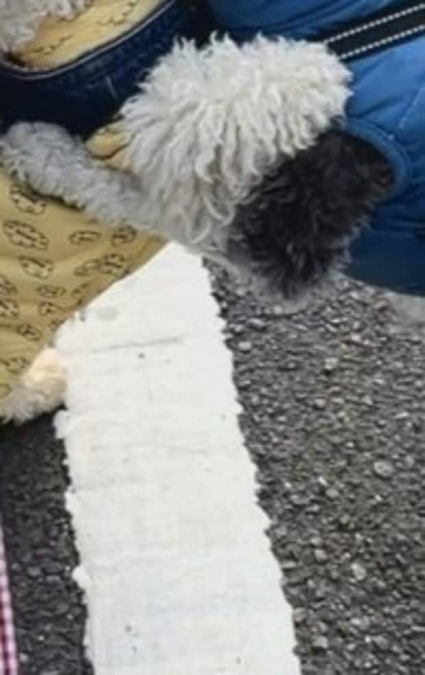 犬の執念がすごい!ニオイで【親友の家特定】→感動の再会話に2.7万いいね「警察犬に」「かわいい」