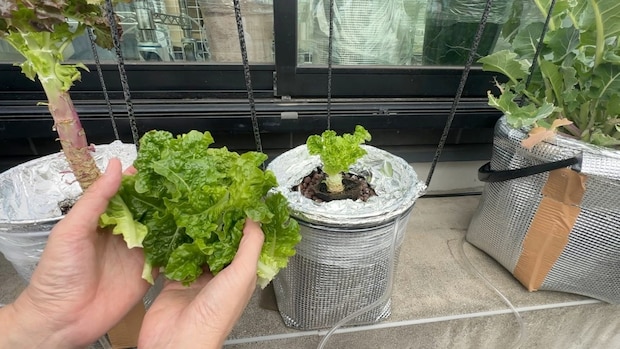 スーパーのサンチュを【無限化】→栽培に成功した写真に1200いいね「すご!」「見てて楽しい」