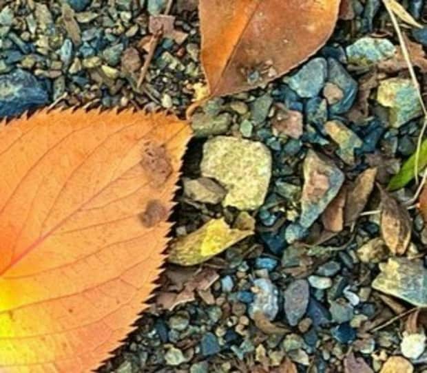 子「みて！虹の葉っぱ！！」に思わず二度見→“奇跡みたいな落ち葉”がすごい