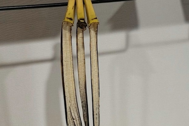 何が起きた…？バナナが勝手に【脱皮】信じられない姿に16万いいね「三度見する」「そんなバナナ」