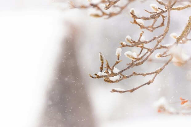 大雪