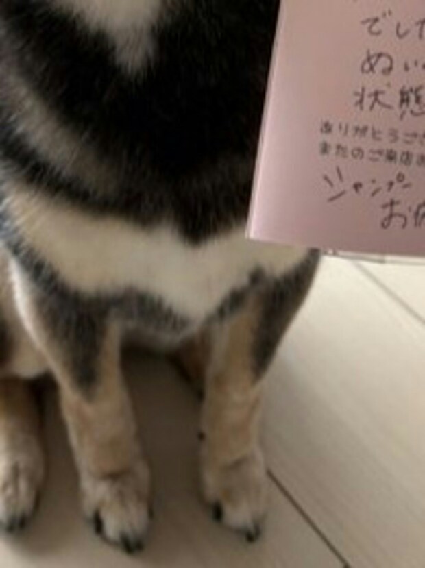 犬のシャンプー5300円、自分は…→愛犬家あるあるに6千いいね「わかりみがすごい」「いいんです」
