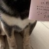 犬のシャンプー5300円、自分は…→愛犬家あるあるに6千いいね「わかりみがすごい」「いいんです」